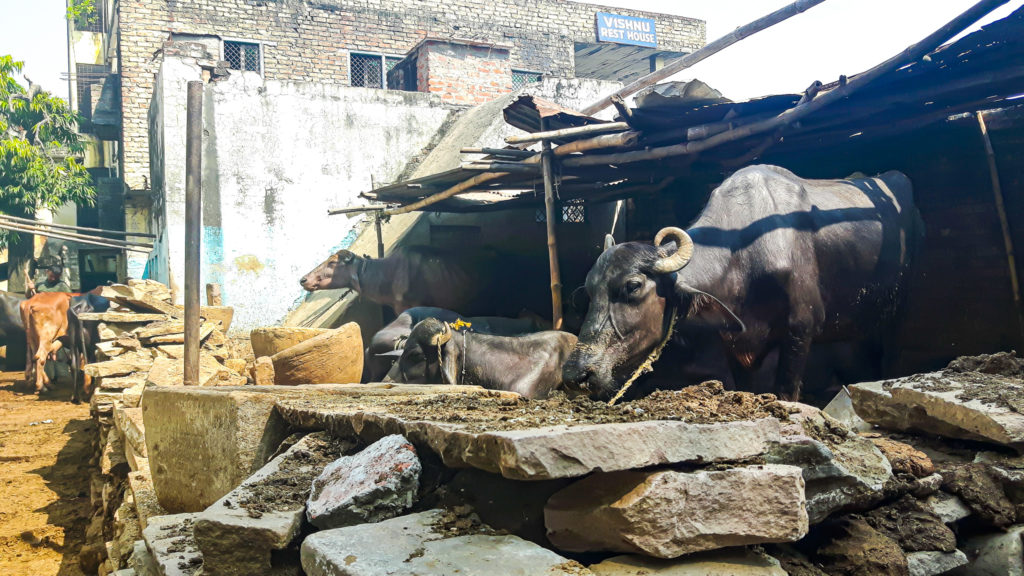 Livestock in the Old City of Varanasi