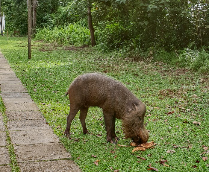 Wild pigs can be aggressive when they feel threatened, Bako National Park in Sarawak, Borneo