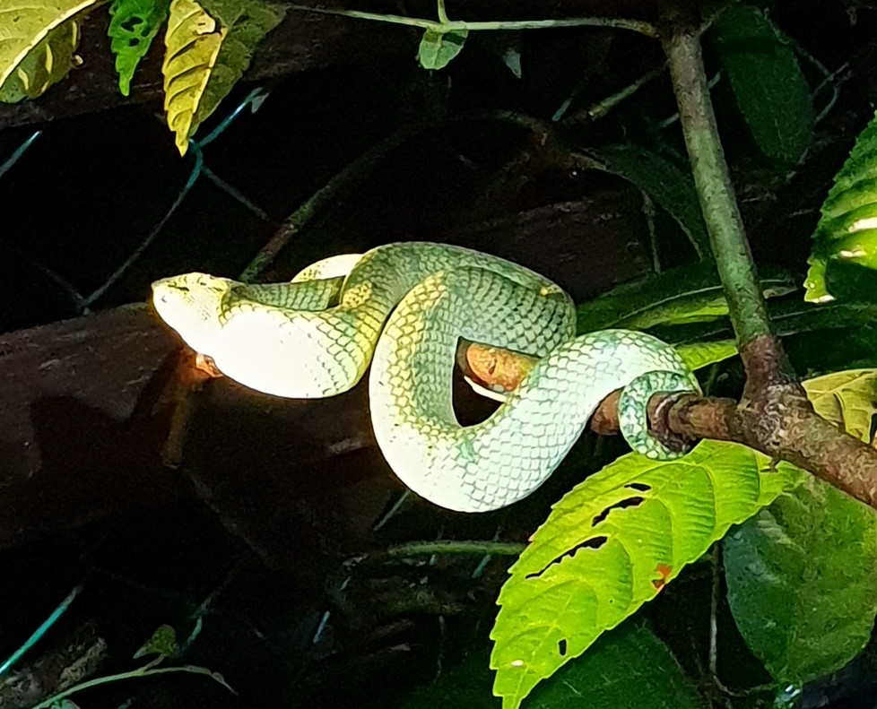 The poisonous Green Viper can be seen during a night tour in Bako National Park in Sarawak, Borneo