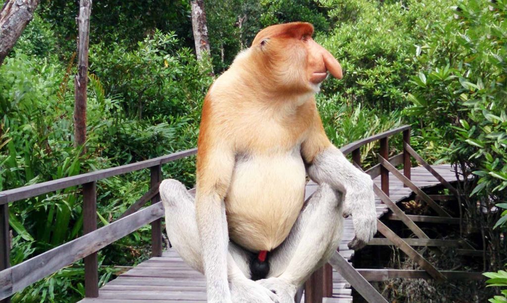 Proboscis monkeys can be found in Bako National Park in Sarawak Borneo