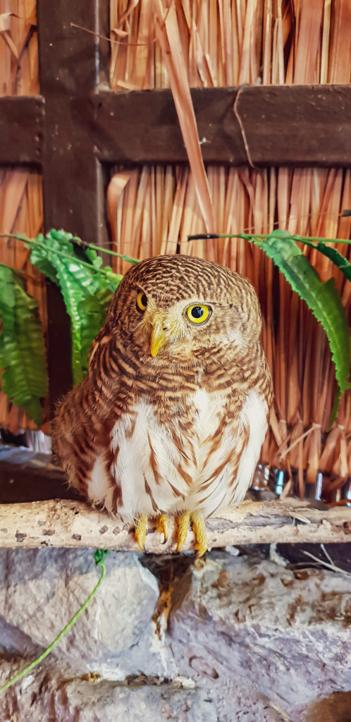 Owl at Alpaca Hill in Thailand
