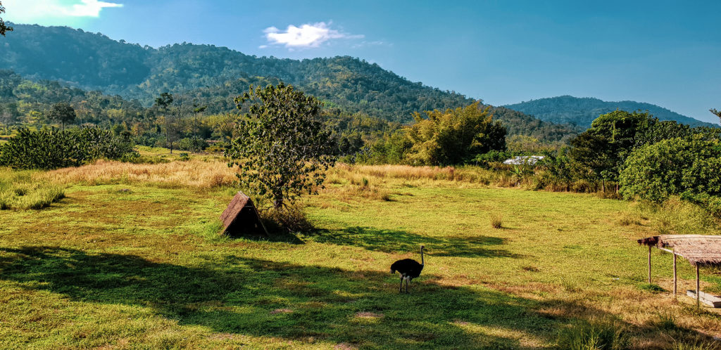 Alpaca Hill in Thailand