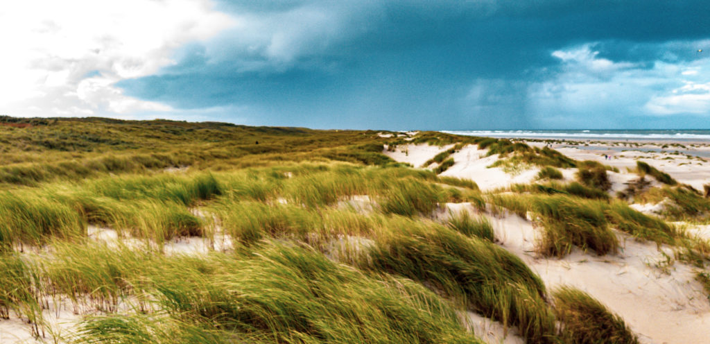 Dune landscape at Texel