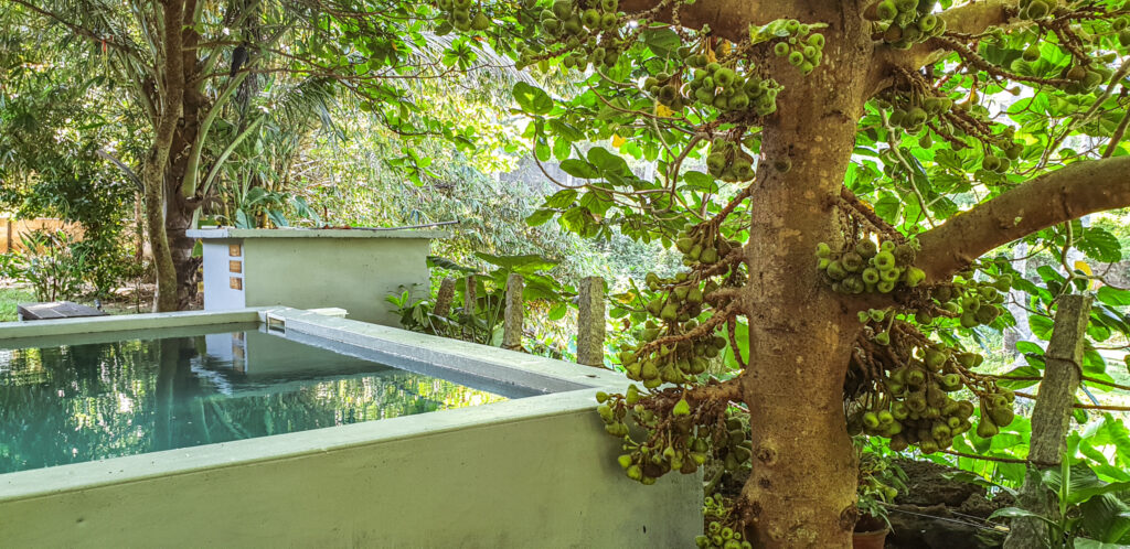Staying in an eco-bungalow in Varkala