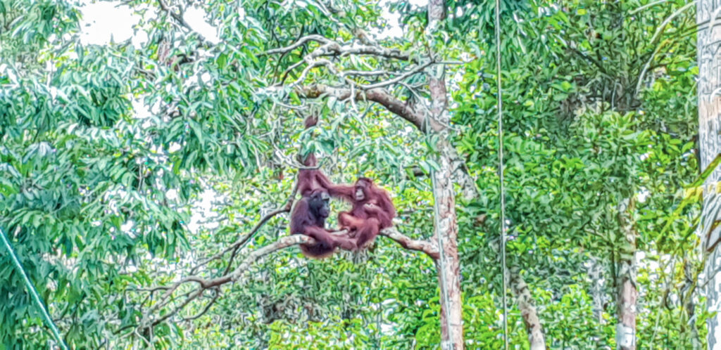 At Semenggoh Wilflife Centre you can spot the Orangutans.