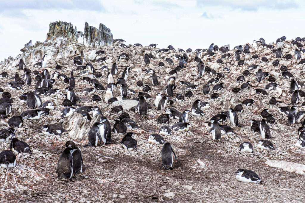 Photos of Antarctica, In the world's jungle 