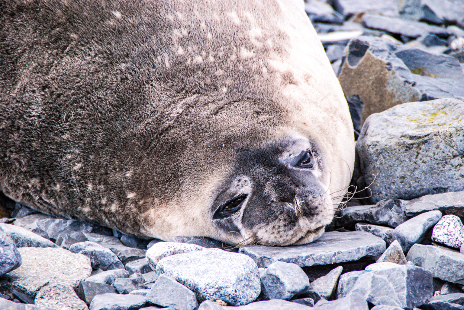 Virtual picture tour of Antarctica - In the worlds jungle