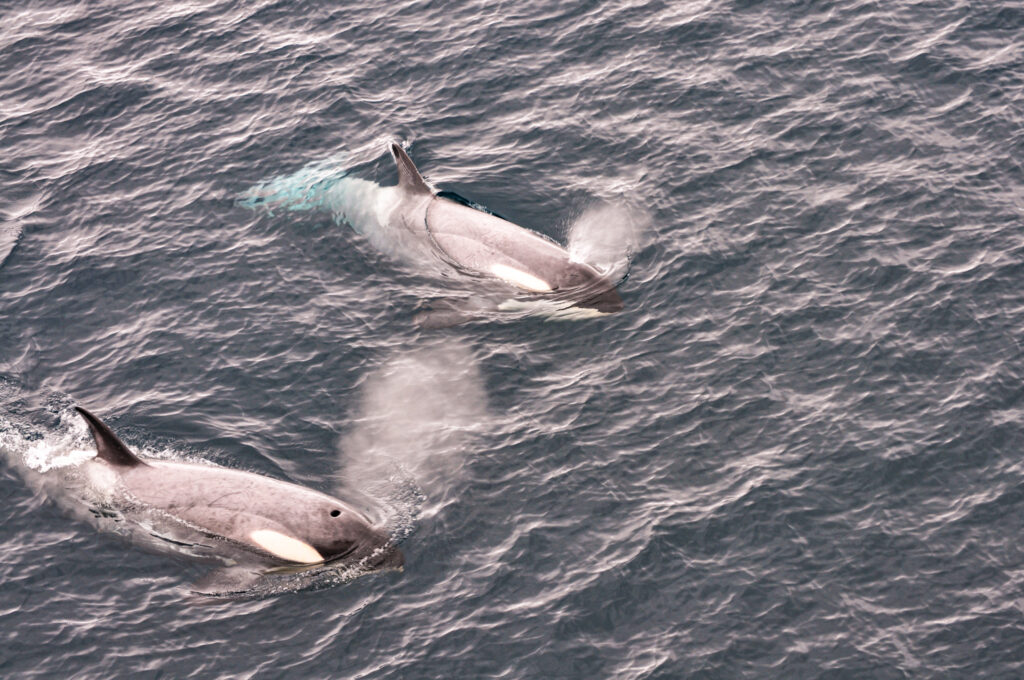 Dolphins in Antarctica