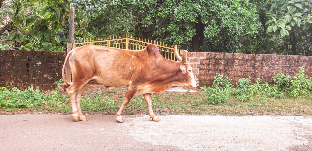 Cow on the street in Gokarna. Virtual picture tour India. In the worlds jungle travel blog.
