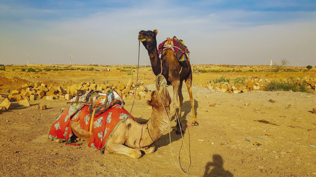 Camels in Jaisalmer. Virtual picture tour India. In the worlds jungle travel blog.