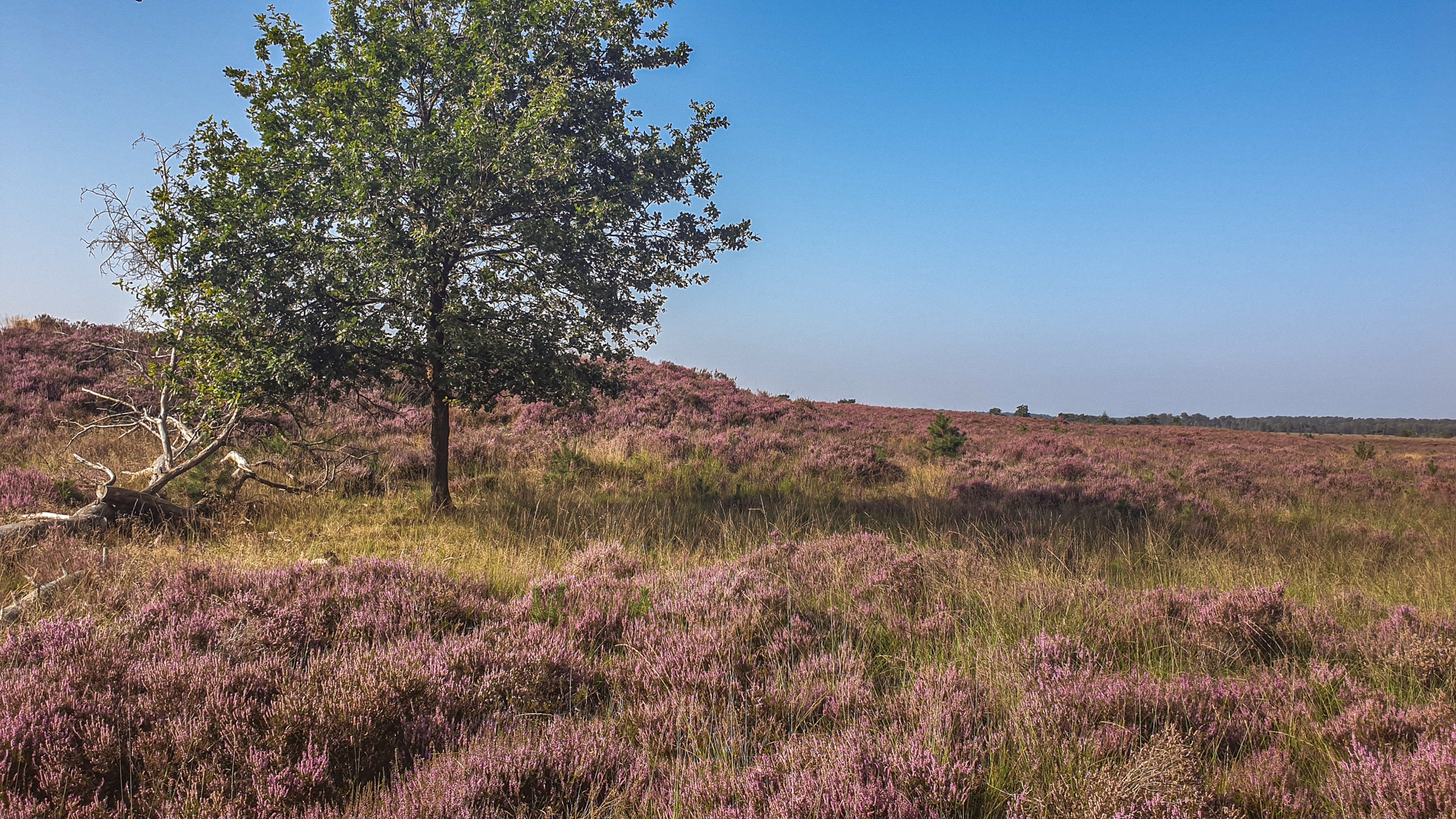 Read more about the article Virtual picture tour of National Park Kalmthoutse Heide