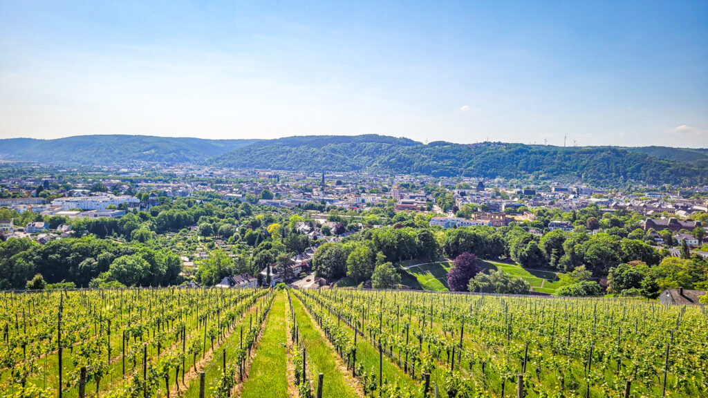 Vineyards of Trier at the scenic viewpoint Petrisberg in Trier, Germany.