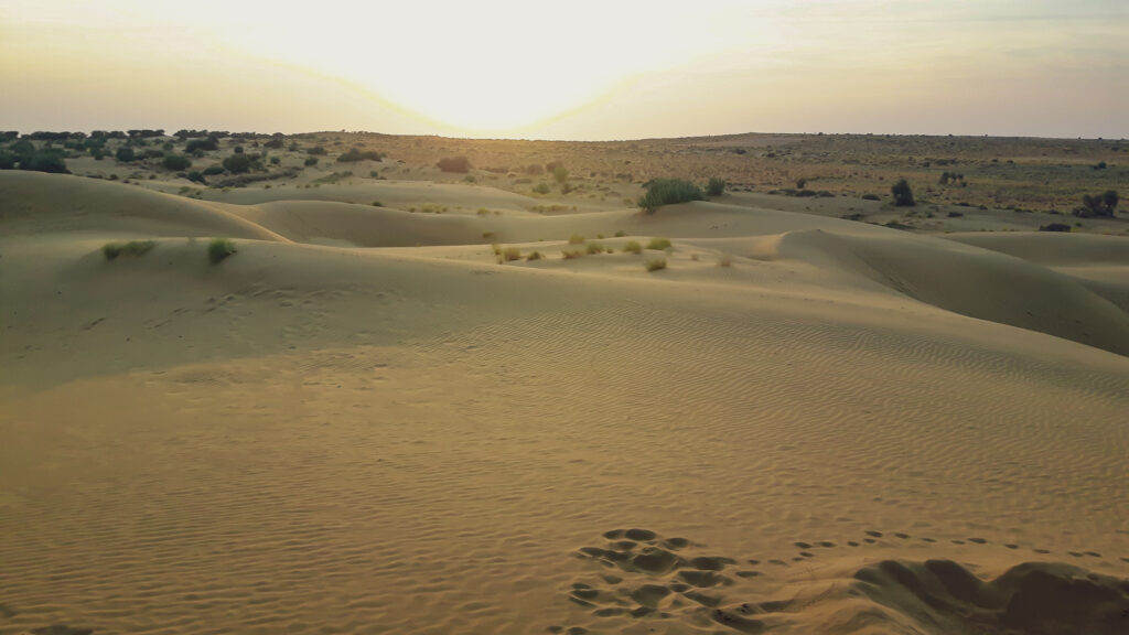 Sunset at the Thar desert in India. In the worlds jungle.