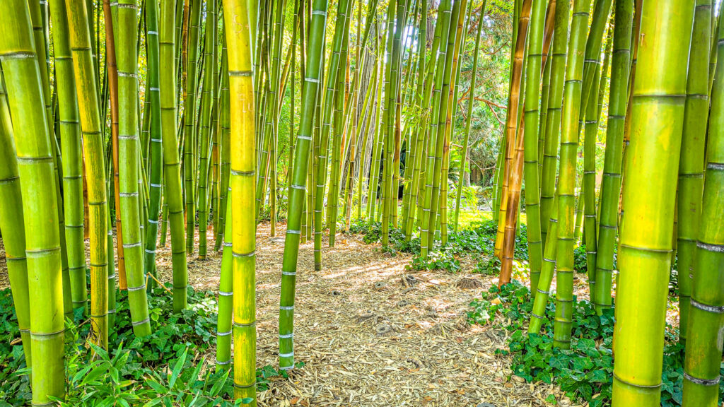 Bamboo forest at the Botanical garden in Pisa, Italy. The ultimate guide to travel on a budget. In the worlds jungle.