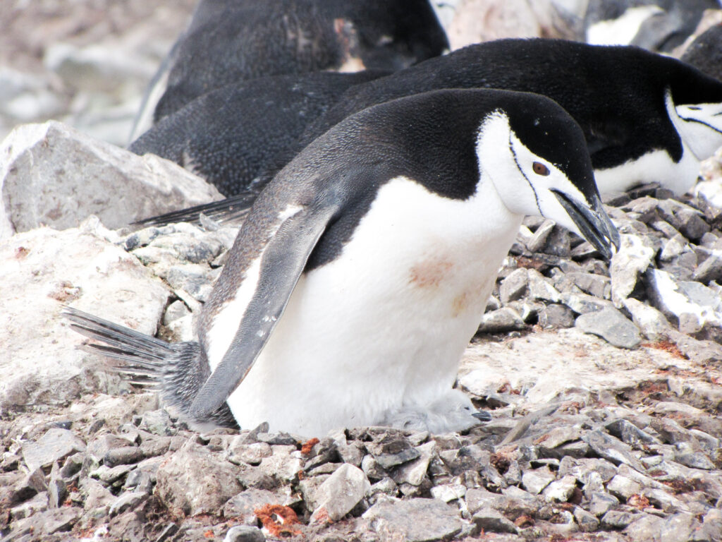 Penguis at Antarctica. In the worlds jungle travel blog. 