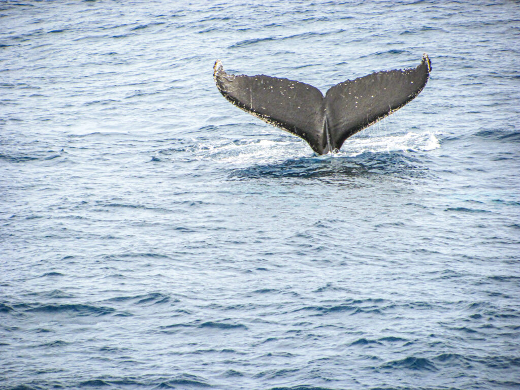 Whales at Antarctica. In the worlds jungle travel blog. 