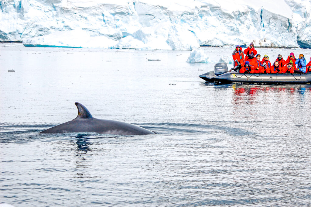 Wildlife spotting at Antarctica. In the worlds jungle travel blog. 