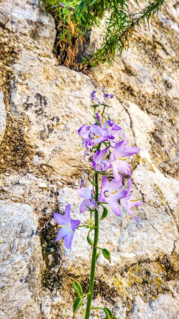 Purple flowers growing from the old walls. A complete travel guide to Dubrovnik: city walls, fortresses, and day trips