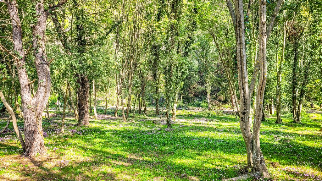 Green fields. Krka National Park, Croatia: Complete Visitor Guide to Waterfalls, Trails, and Tickets