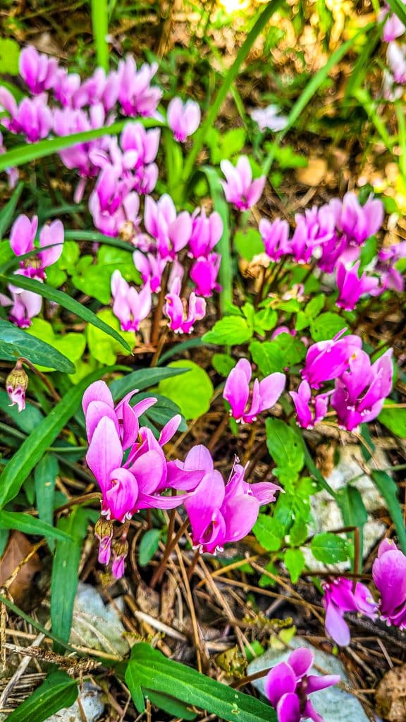 Pink flowers. Krka National Park, Croatia: Complete Visitor Guide to Waterfalls, Trails, and Tickets