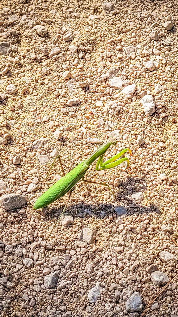 Large green Grasshopper. Krka National Park, Croatia: Complete Visitor Guide to Waterfalls, Trails, and Tickets