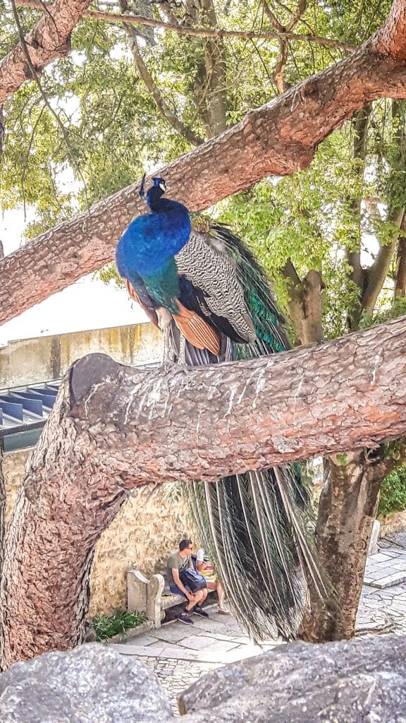 Peacock in tree. Lisbon Travel Guide: what to see, do, and know before you go