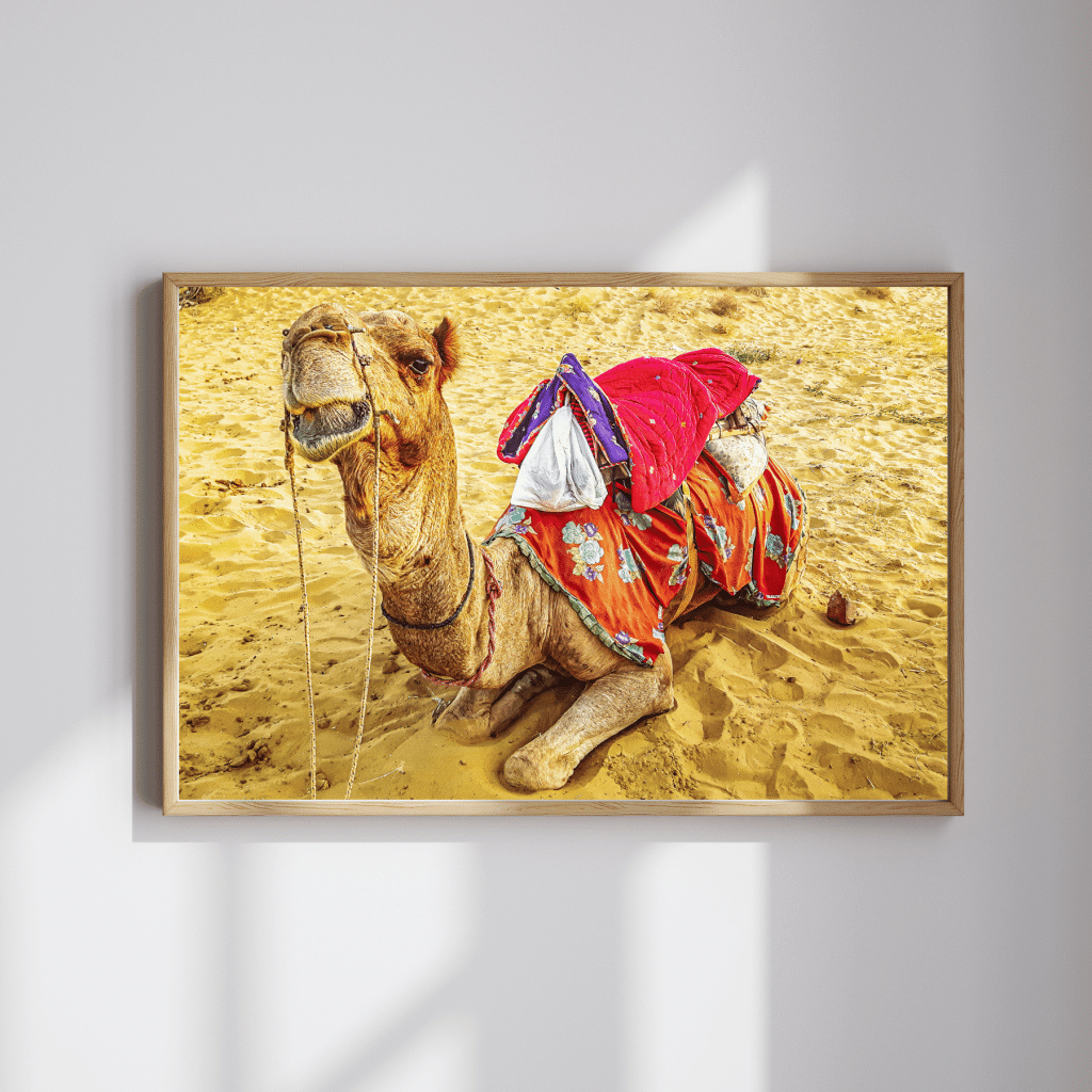Camel at Thar desert. A digital photo print, travel wall art. In the worlds jungle travel blog.